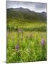 Alaska, Hatchers Pass, Fireweed in Bloom-Savanah Stewart-Mounted Photographic Print