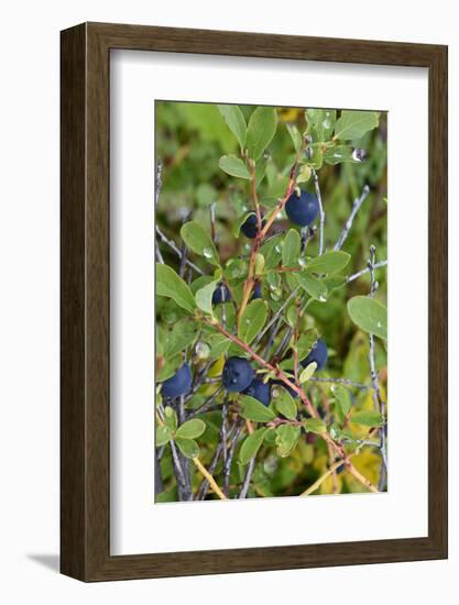 Alaska, Hatchers Pass, Low Bush Blueberry-Savanah Stewart-Framed Photographic Print