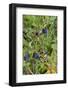 Alaska, Hatchers Pass, Low Bush Blueberry-Savanah Stewart-Framed Photographic Print