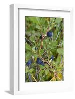 Alaska, Hatchers Pass, Low Bush Blueberry-Savanah Stewart-Framed Photographic Print