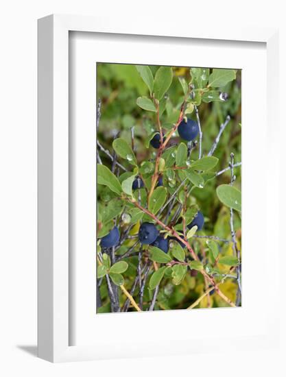 Alaska, Hatchers Pass, Low Bush Blueberry-Savanah Stewart-Framed Photographic Print