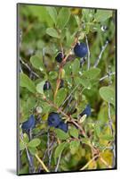 Alaska, Hatchers Pass, Low Bush Blueberry-Savanah Stewart-Mounted Photographic Print