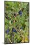 Alaska, Hatchers Pass, Low Bush Blueberry-Savanah Stewart-Mounted Photographic Print