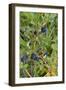 Alaska, Hatchers Pass, Low Bush Blueberry-Savanah Stewart-Framed Photographic Print