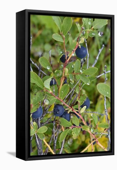 Alaska, Hatchers Pass, Low Bush Blueberry-Savanah Stewart-Framed Stretched Canvas