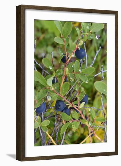 Alaska, Hatchers Pass, Low Bush Blueberry-Savanah Stewart-Framed Photographic Print