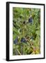 Alaska, Hatchers Pass, Low Bush Blueberry-Savanah Stewart-Framed Photographic Print