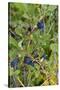 Alaska, Hatchers Pass, Low Bush Blueberry-Savanah Stewart-Stretched Canvas