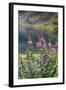 Alaska, Hatchers Pass, Summit Lake Fireweed-Savanah Stewart-Framed Photographic Print