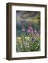 Alaska, Hatchers Pass, Summit Lake Fireweed-Savanah Stewart-Framed Photographic Print