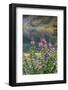 Alaska, Hatchers Pass, Summit Lake Fireweed-Savanah Stewart-Framed Photographic Print