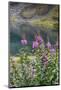 Alaska, Hatchers Pass, Summit Lake Fireweed-Savanah Stewart-Mounted Photographic Print