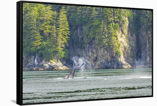 Alaska. Humpback Whale Tail Lobbing-Jaynes Gallery-Framed Stretched Canvas