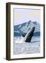 Alaska - Humpback Whale-Lantern Press-Framed Art Print