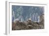 Alaska, Kenai Peninsula, Northwestern Fjord. Steller Sea Lions-Michael Qualls-Framed Photographic Print