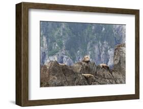 Alaska, Kenai Peninsula, Northwestern Fjord. Steller Sea Lions-Michael Qualls-Framed Photographic Print