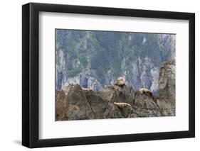 Alaska, Kenai Peninsula, Northwestern Fjord. Steller Sea Lions-Michael Qualls-Framed Photographic Print