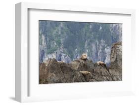 Alaska, Kenai Peninsula, Northwestern Fjord. Steller Sea Lions-Michael Qualls-Framed Photographic Print