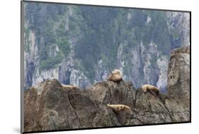 Alaska, Kenai Peninsula, Northwestern Fjord. Steller Sea Lions-Michael Qualls-Mounted Photographic Print