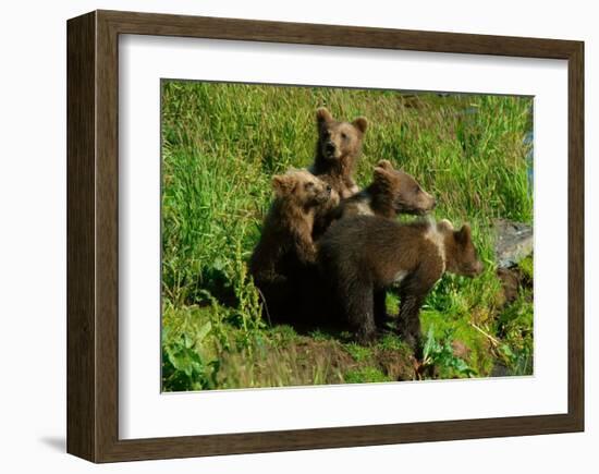 Alaska Kodiak Bear Cubs-Charles Glover-Framed Giclee Print