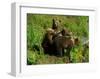 Alaska Kodiak Bear Cubs-Charles Glover-Framed Giclee Print