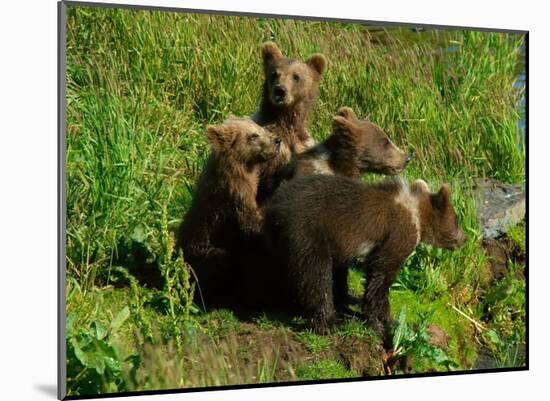 Alaska Kodiak Bear Cubs-Charles Glover-Mounted Giclee Print
