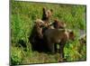 Alaska Kodiak Bear Cubs-Charles Glover-Mounted Giclee Print