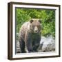 Alaska, Lake Clark. Walking grizzly bear with green foliage in background.-Janet Muir-Framed Photographic Print