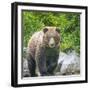 Alaska, Lake Clark. Walking grizzly bear with green foliage in background.-Janet Muir-Framed Photographic Print