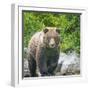 Alaska, Lake Clark. Walking grizzly bear with green foliage in background.-Janet Muir-Framed Photographic Print