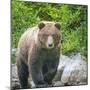 Alaska, Lake Clark. Walking grizzly bear with green foliage in background.-Janet Muir-Mounted Photographic Print