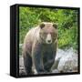 Alaska, Lake Clark. Walking grizzly bear with green foliage in background.-Janet Muir-Framed Stretched Canvas