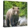 Alaska, Lake Clark. Walking grizzly bear with green foliage in background.-Janet Muir-Stretched Canvas