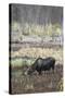 Alaska, Moose Off Seward Highway Near Girdwood-Savanah Stewart-Stretched Canvas