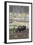 Alaska, Moose Off Seward Highway Near Girdwood-Savanah Stewart-Framed Photographic Print