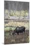 Alaska, Moose Off Seward Highway Near Girdwood-Savanah Stewart-Mounted Photographic Print