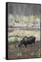 Alaska, Moose Off Seward Highway Near Girdwood-Savanah Stewart-Framed Stretched Canvas