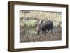 Alaska, Moose Off Seward Highway Near Girdwood-Savanah Stewart-Framed Photographic Print