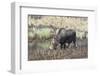 Alaska, Moose Off Seward Highway Near Girdwood-Savanah Stewart-Framed Photographic Print