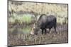 Alaska, Moose Off Seward Highway Near Girdwood-Savanah Stewart-Mounted Photographic Print