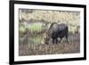 Alaska, Moose Off Seward Highway Near Girdwood-Savanah Stewart-Framed Photographic Print