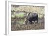 Alaska, Moose Off Seward Highway Near Girdwood-Savanah Stewart-Framed Photographic Print