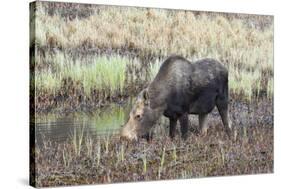 Alaska, Moose Off Seward Highway Near Girdwood-Savanah Stewart-Stretched Canvas