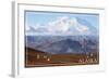 Alaska - Mt. McKinley and Goats-Lantern Press-Framed Art Print