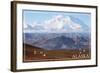 Alaska - Mt. McKinley and Goats-Lantern Press-Framed Art Print