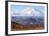 Alaska - Mt. McKinley and Goats-Lantern Press-Framed Art Print