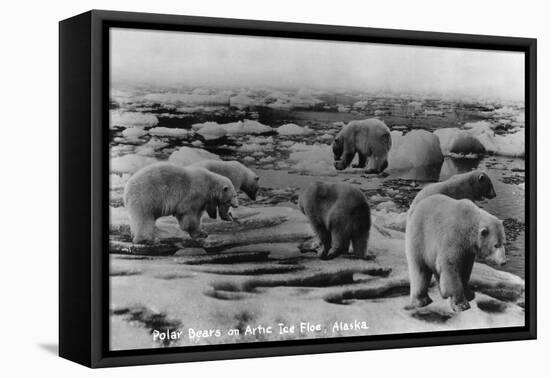 Alaska - Polar Bears on Arctic Ice Float-Lantern Press-Framed Stretched Canvas