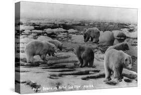 Alaska - Polar Bears on Arctic Ice Float-Lantern Press-Stretched Canvas