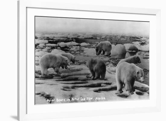 Alaska - Polar Bears on Arctic Ice Float-Lantern Press-Framed Premium Giclee Print