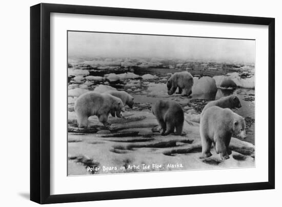 Alaska - Polar Bears on Arctic Ice Float-Lantern Press-Framed Art Print
